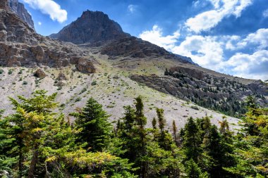 Türk Ulusal Parkı 'nda yaz günü ağaçlarla kaplı dağ manzarası