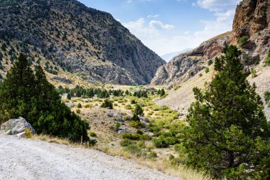 Türk Ulusal Parkı 'nda yaz günü ağaçlarla kaplı dağ manzarası