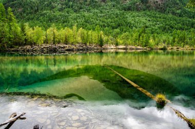 Sonbahar ormanlarında yeşil suyu ve ağaç gövdesi olan küçük orman gölü, lav gölü.
