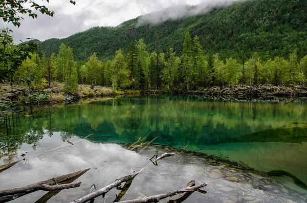 森林小湖绿水和树干在秋天的森林里，熔岩湖里 — 图库照片