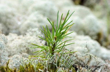Toprakta genç bir ladin fidanı yetişiyor. Küçük kozalaklı ağaç. Doğal ortamda genç bir fidan.