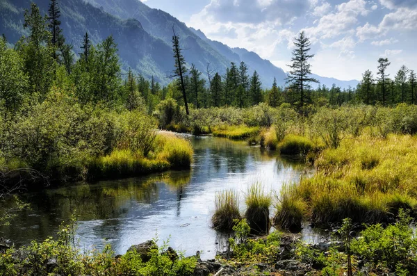 På stranden av en bergsflod, stenar, hummocks och skog. solig dag, naturligt ljus — Stockfoto