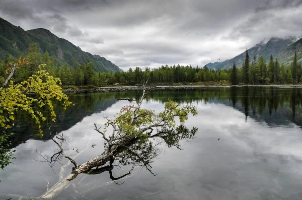 森林小湖绿水和树干在秋天的森林里，熔岩湖里 — 图库照片