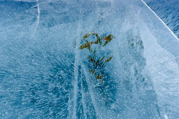 Красивый лед Байкала с абстрактными трещинами и зеленым растением в глубине — стоковое фото