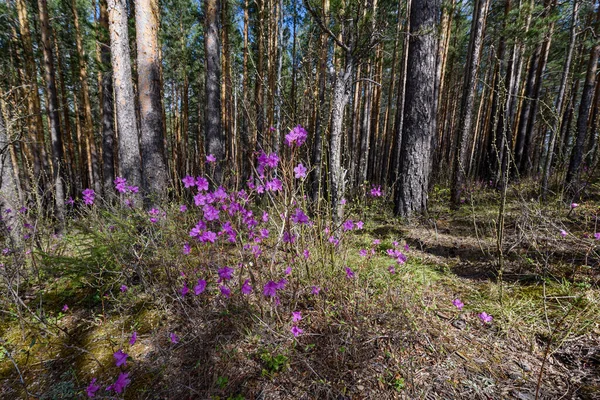 El té labrador florece en un bosque de pinos —  Fotos de Stock