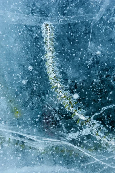 Красивый Голубой Лед Байкала Абстрактными Трещинами Зеленым Растением Глубине — стоковое фото