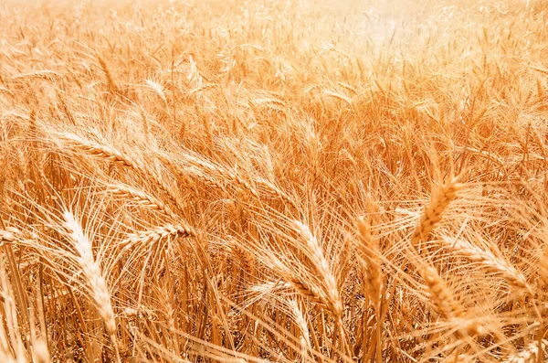 黄金麦田美丽的自然落日景观 草地麦田成熟穗的背景 — 图库照片