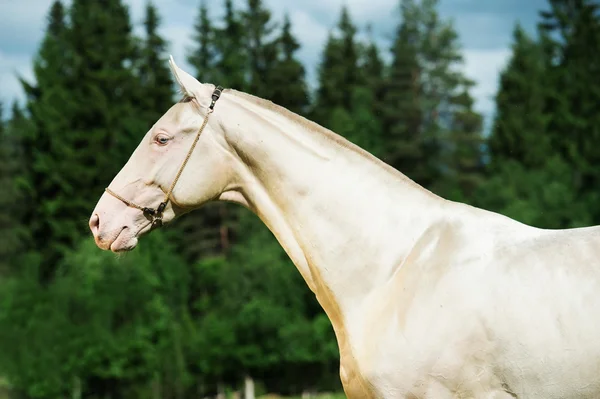 Portrait of creamello purebred akhalteke stallion — Stock Photo, Image
