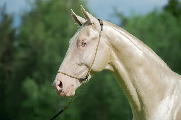 Portret van creamello rasechte akhalteke hengst — Stockfoto