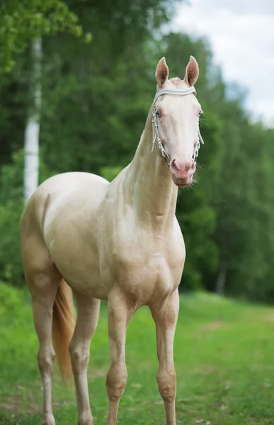 Creamello ras akhalteke kuda di hutan hijau backgroun — Stok Foto