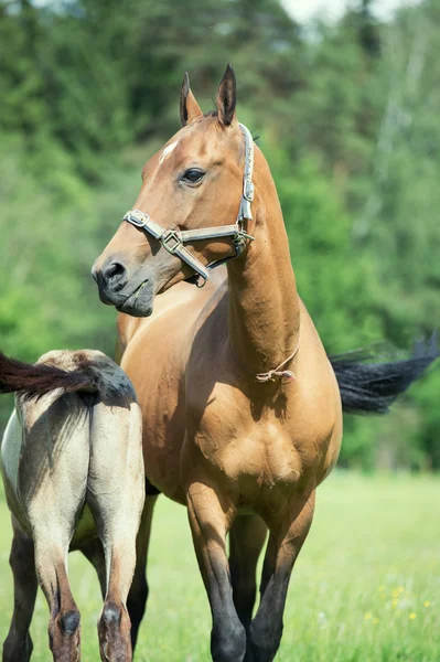 Purebred akhalteke dam with foal in the field — Stock Photo, Image