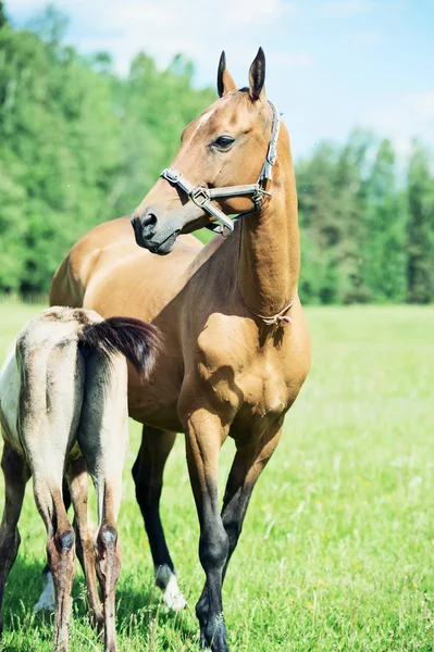 フィールドで子馬を持つ純血種 akhalteke ダム — ストック写真