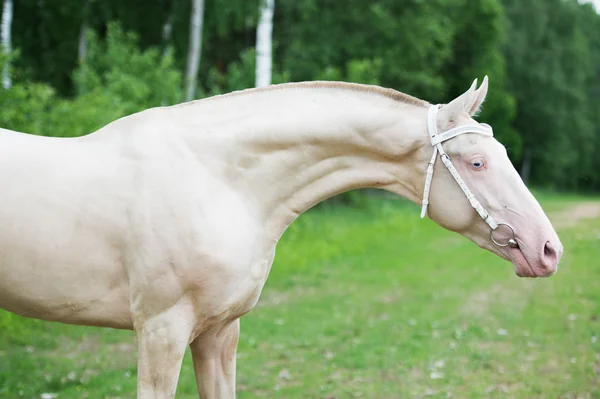 Porträtt av creamello renrasig akhalteke hingst — Stockfoto