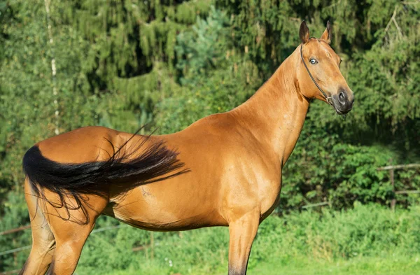 Retrato de puro-sangue akhalteke mare — Fotografia de Stock