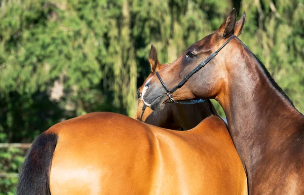 Porträtt av renrasiga akhalteke ston — Stockfoto