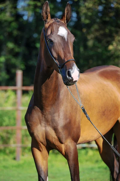 Portrait of bay purebred akhalteke mare — Stock Photo, Image