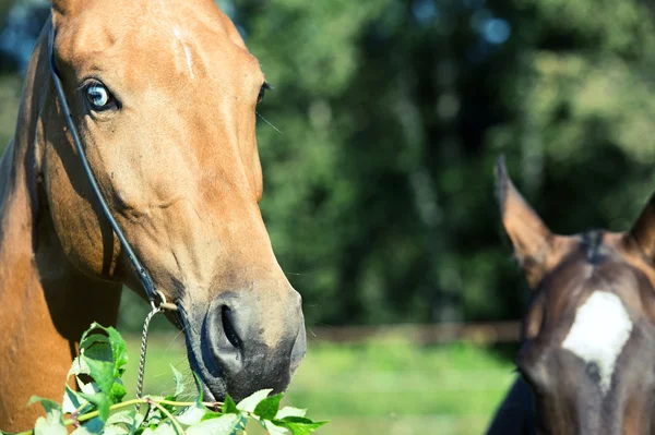 Safkan akhalteke mare portresi. yakın çekim — Stok fotoğraf