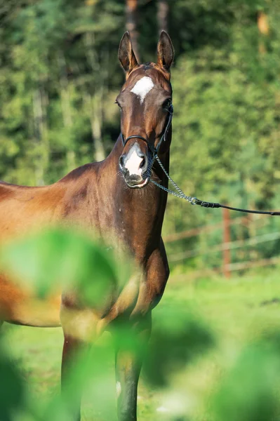 Safkan akhalteke mare portresi — Stok fotoğraf