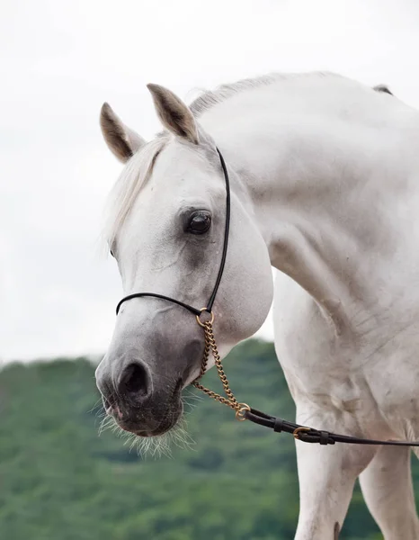 Porträtt av vita fantastiska arabian stallion — Stockfoto