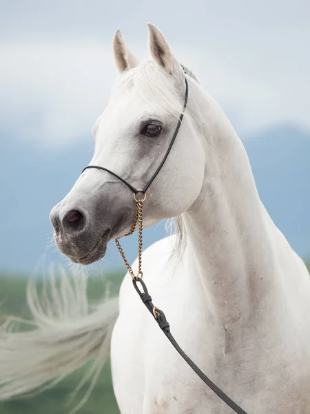 Portrét bílé úžasný Arabský hřebec — Stock fotografie