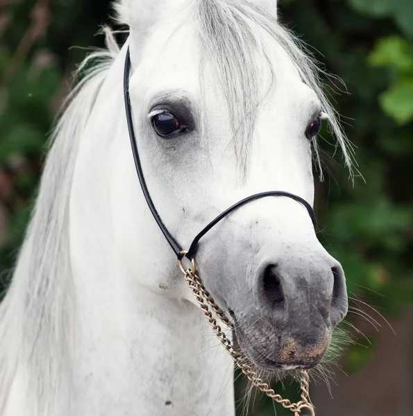 Portrait of white amazing arabian stallion. close up — Stock Photo, Image