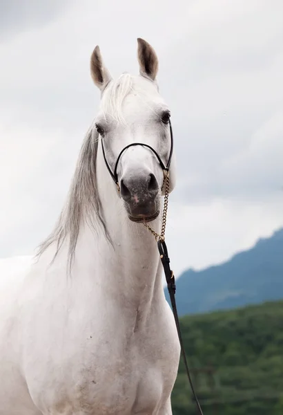 Porträtt av vita fantastiska arabian stallion — Stockfoto