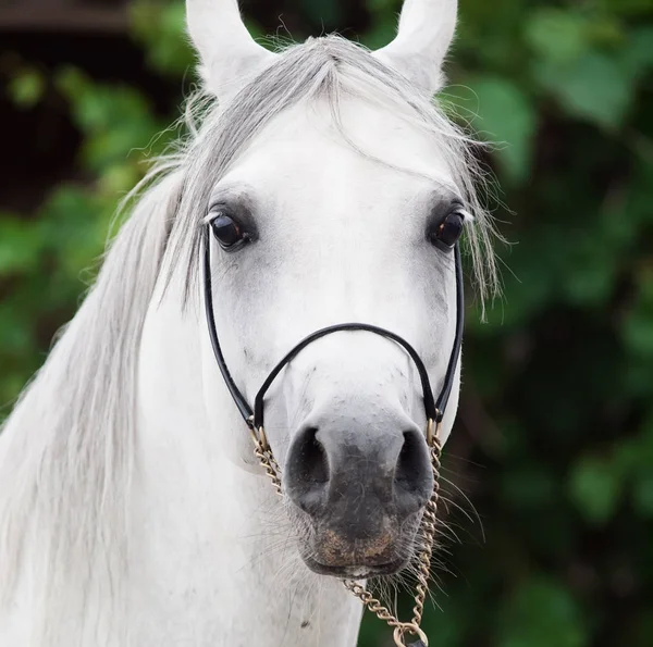 Porträtt av vit fantastisk arabisk hingst. närbild — Stockfoto