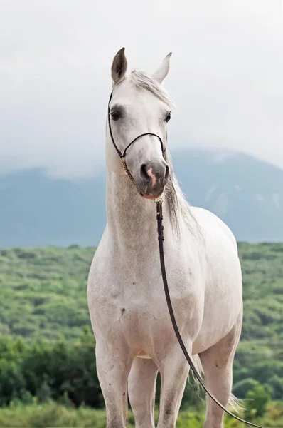 Porträtt av vit arabisk hingst — Stockfoto