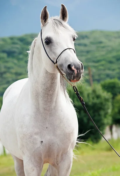 Retrato de garanhão arábico branco — Fotografia de Stock