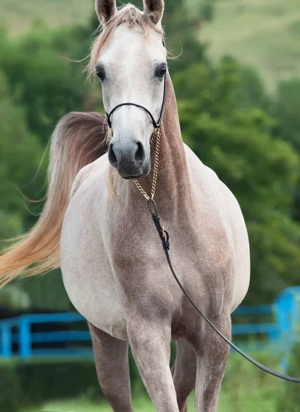 Portret van wandelen mooie Arabische merrieveulen op berg CHTERGRO — Stockfoto