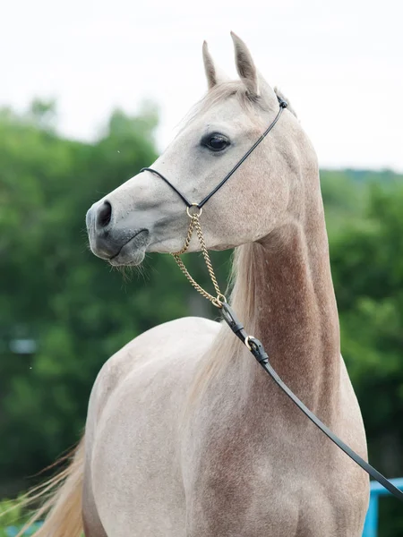 Portrait of beautiful arabian filly — Stock Photo, Image