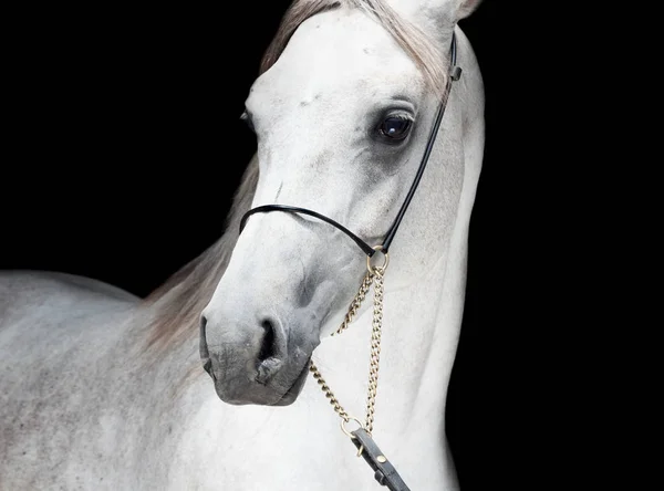 Портрет арабского белого кольта на черном фоне. close up — стоковое фото