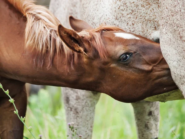 Un potro comiendo a mamá en el pasto. de cerca —  Fotos de Stock