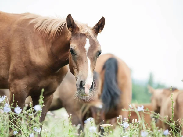 Veulen met kudde in de weide. — Stockfoto