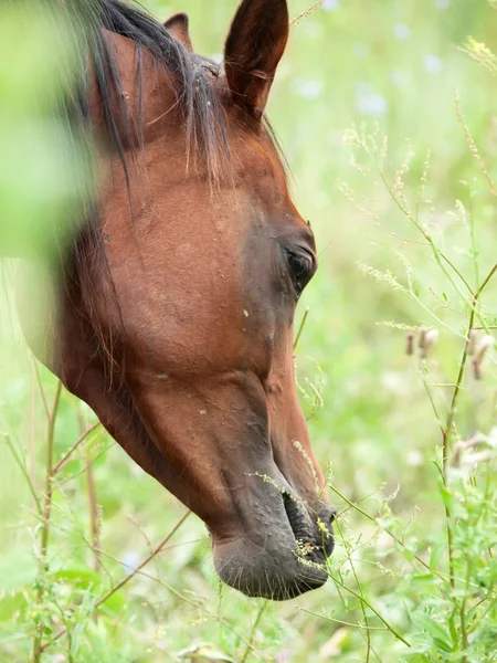 Portrét grazeing arabský přehrady na pastviny — Stock fotografie