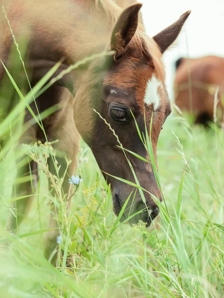 Źrebak, jedzenie trawy na pastwiskach. z bliska — Zdjęcie stockowe