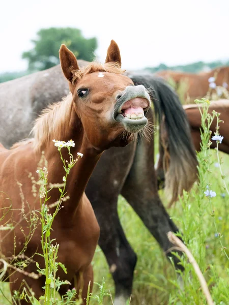 牧草地で鼻をすする音アラビア馬の肖像 — ストック写真
