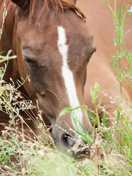 Porträt eines auf der Weide liegenden arabischen Fohlens. Nahaufnahme — Stockfoto