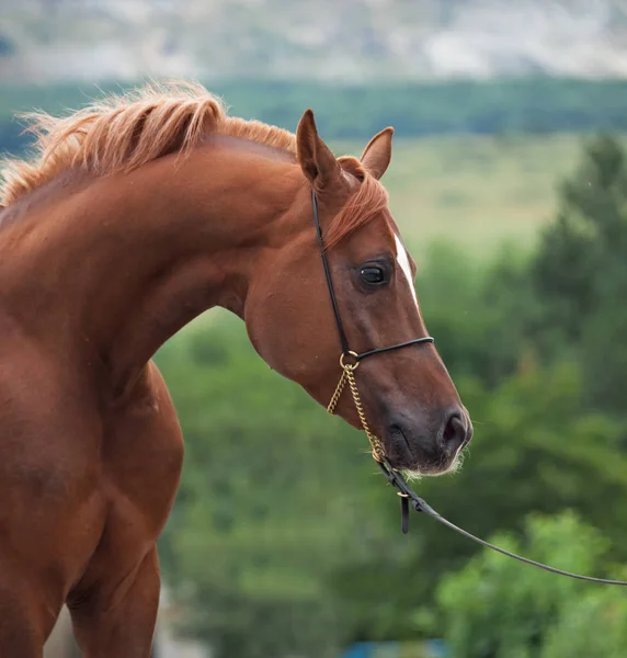 Kastanien schönes arabisches Pferd. Nahaufnahme — Stockfoto