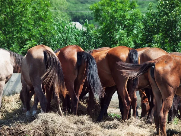 Herd of fillyes eating hay — Stock Photo, Image