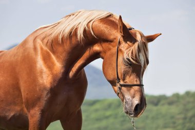 kestane Arap colt dağ arka plan, portresi