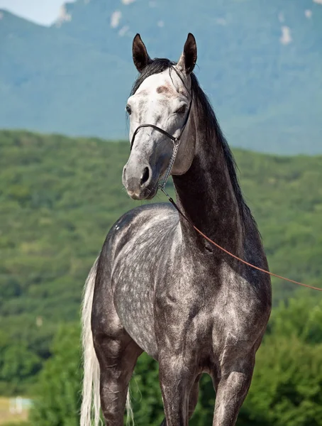 Retrato de raça cinza cavalo árabe — Fotografia de Stock