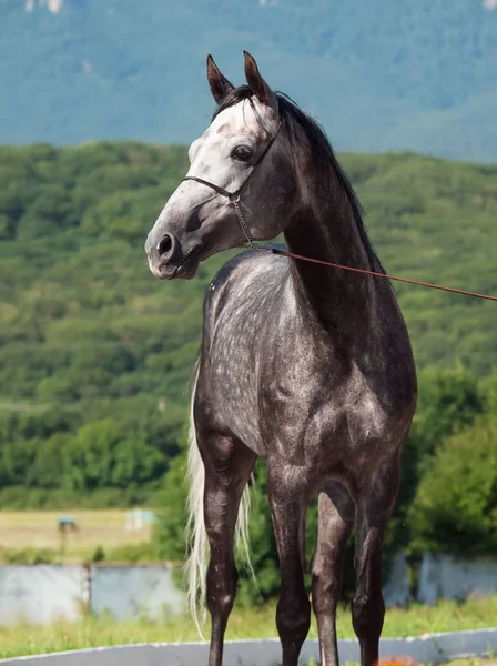 Портрет сірої раси арабського коня — стокове фото