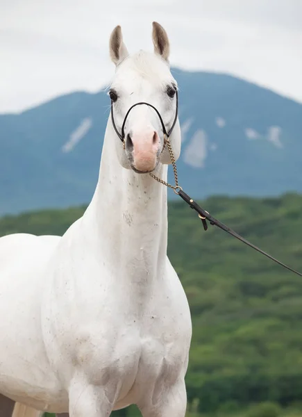 Portrait of white arabian stallion at mountain background — Stock Photo, Image