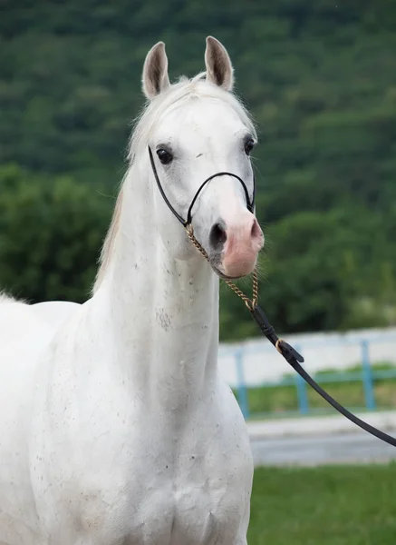 Porträtt av vit arabisk hingst på skogen bakgrund — Stockfoto