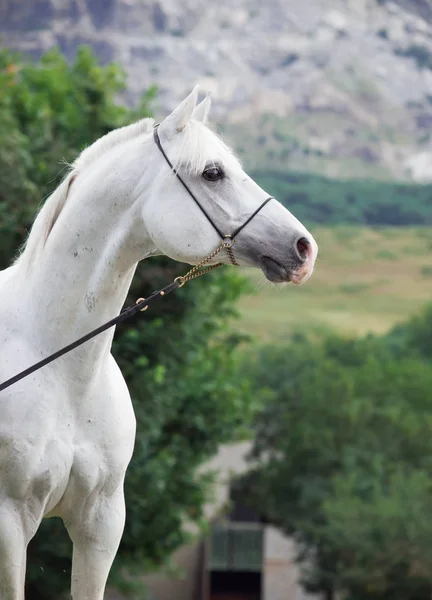 Portret van witte Arabische hengst bij berg achtergrond — Stockfoto