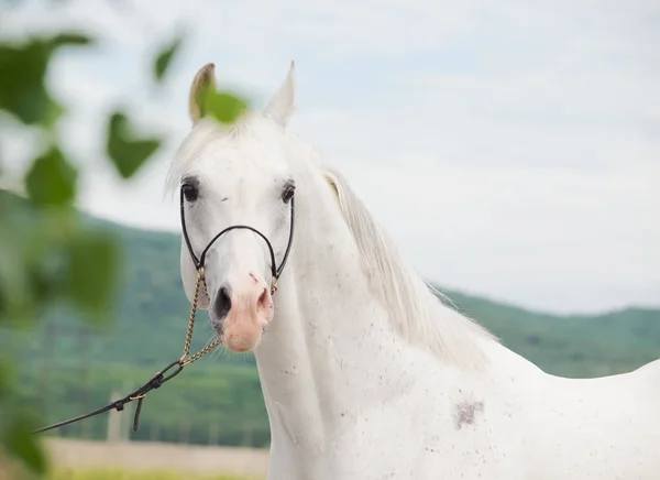 Ritratto dello stallone arabo bianco — Foto Stock