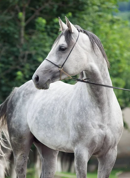 Portrait of  grey arabian stallion — Stock Photo, Image