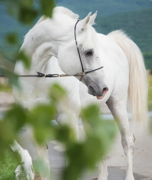 White purebred arabian stallion — Stock Photo, Image