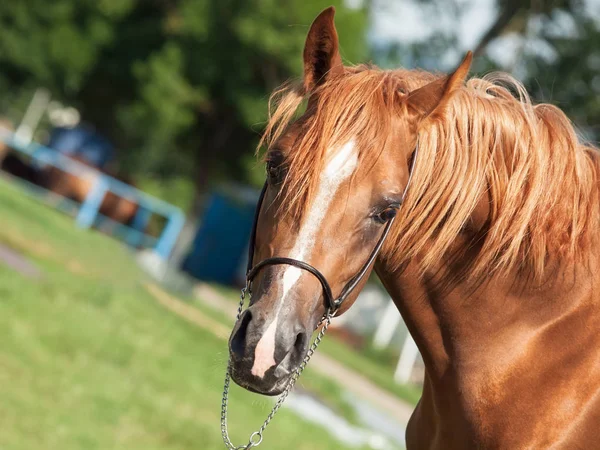 Portrait of  beautiful sorrel young arabian colt. — Stock Photo, Image